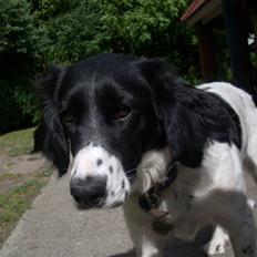 Blanding af racer Mollie TYKKE<3