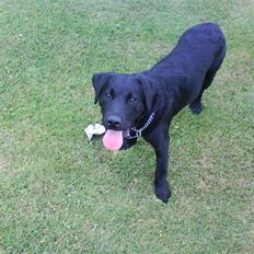 Labrador retriever Theis