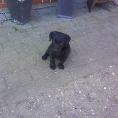 Labrador retriever Theis