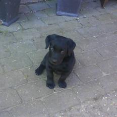 Labrador retriever Theis