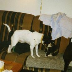 Blanding af racer Junior. R.I.P. 1988-2003