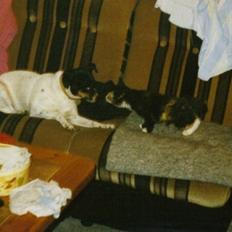 Blanding af racer Junior. R.I.P. 1988-2003