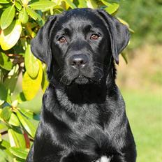 Labrador retriever Kaido  (Hvil i fred, smukke pige)