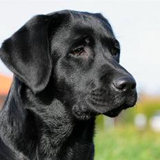Labrador retriever Kaido  (Hvil i fred, smukke pige)