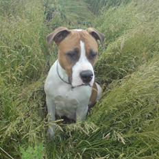 Blanding af racer Shekira  R.I.P.