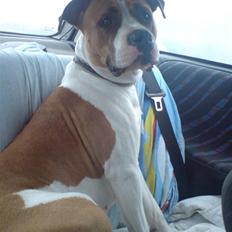 Blanding af racer Shekira  R.I.P.