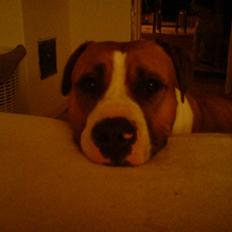 Blanding af racer Shekira  R.I.P.