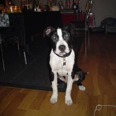 Amerikansk staffordshire terrier Tyson