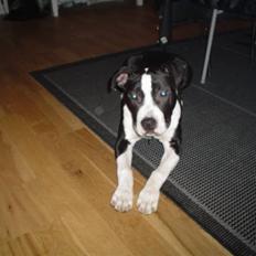 Amerikansk staffordshire terrier Tyson