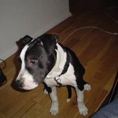 Amerikansk staffordshire terrier Tyson