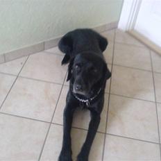 Labrador retriever Buster