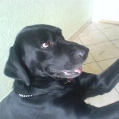 Labrador retriever Buster