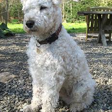 Irish softcoated wheaten terrier Pelé
