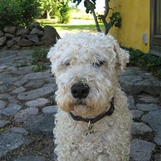 Irish softcoated wheaten terrier Pelé