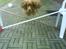 Cocker spaniel Tayson