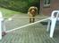 Cocker spaniel Tayson