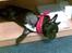 Fransk bulldog Toby 3-benet R.I.P