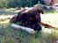 Blanding af racer Amstaff/Rotte - Specki*