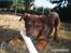 Blanding af racer Amstaff/Rotte - Specki*