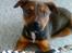 Blanding af racer Amstaff/Rotte - Specki*