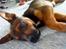 Blanding af racer Amstaff/Rotte - Specki*
