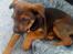 Blanding af racer Amstaff/Rotte - Specki*