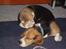 Beagle Cosmo