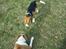 Beagle Cosmo