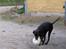 Blanding af racer RIKKE-LINE. R.I.P. - Rikke og bold.