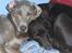 Blanding af racer RIKKE-LINE. R.I.P. - Millie og Rikke.