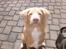 Nova scotia duck tolling retriever Freja - sit pænt