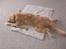 Nova scotia duck tolling retriever Freja - total hygge