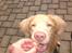 Nova scotia duck tolling retriever Freja - uhm, en kiks