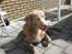 Nova scotia duck tolling retriever Freja - ja ja, lidt beskidt kan man jo altid blive