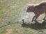 Nova scotia duck tolling retriever Freja - vandkamp!!