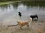 Nova scotia duck tolling retriever Freja - ude ved badesøen med kusine og fætter