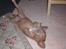Nova scotia duck tolling retriever Freja - tid til lidt leg