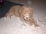 Nova scotia duck tolling retriever Freja - træt..