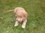Nova scotia duck tolling retriever Freja - herlig pind
