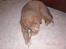 Nova scotia duck tolling retriever Freja - en spiselig pind