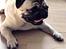 Mops Frodo!(: - Frodo