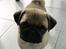 Mops Frodo!(: - kuk kuk :}
