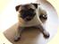 Mops Frodo!(: