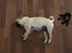 Mops Frodo!(: - Snooooork ! zzzzzz