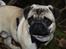 Mops Frodo!(: