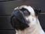 Mops Frodo!(: - Fodo´bassen(: