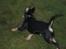 Dansk svensk gaardhund Cille(;_<33