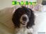 Engelsk springer spaniel Balder