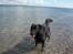 Blanding af racer bamse - nede ved stranden