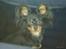 Russisk toy terrier Jaroslavna Mazasis Elfas - Mio i bilen